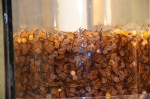 trout fry in hatchery